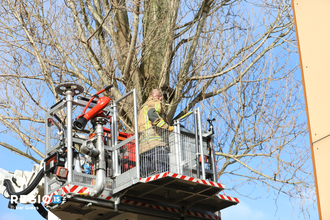 regio15's tweet image. Brandweerinzet tbv kat in boom op het #Stuiverpad in #Delfgauw. Zoals zo vaak was het einde van het liedje dat de kat zelf uit de boom is gekomen en hard is weggerend.