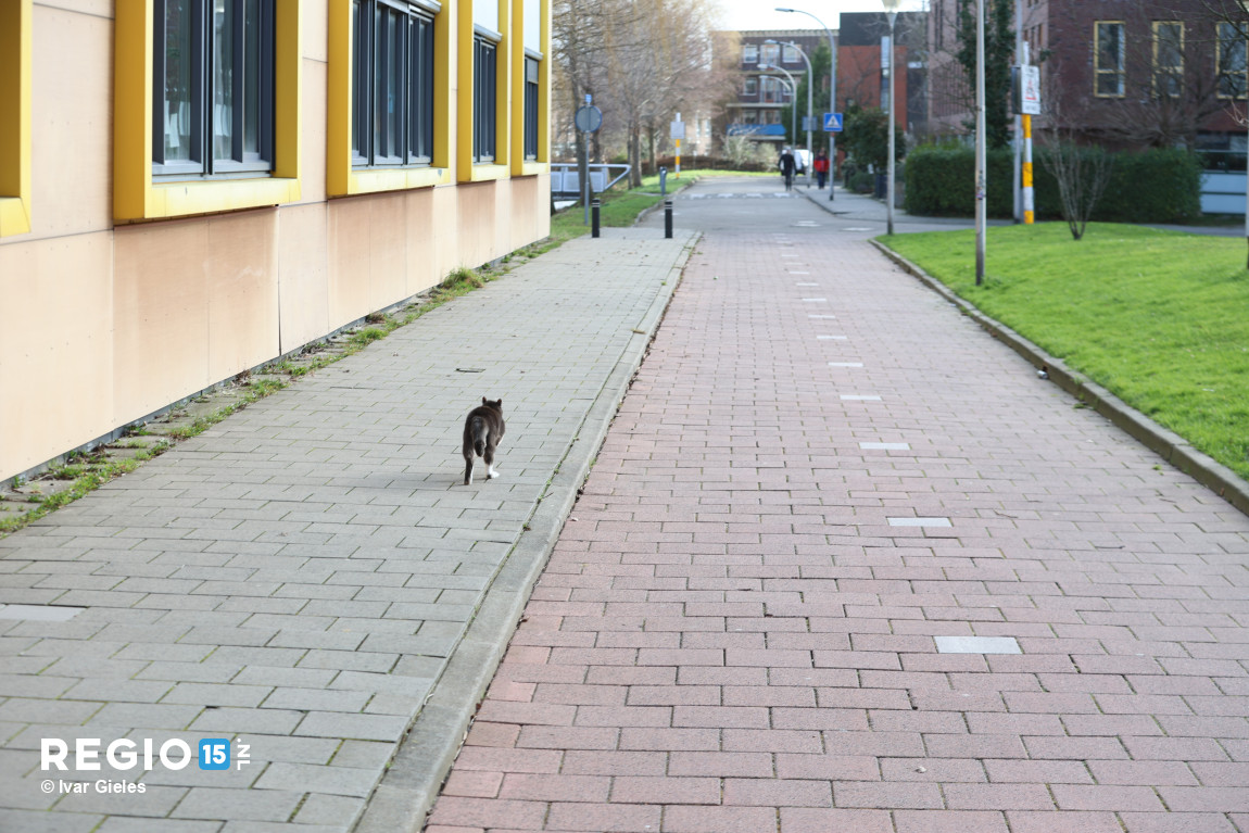 regio15's tweet image. Brandweerinzet tbv kat in boom op het #Stuiverpad in #Delfgauw. Zoals zo vaak was het einde van het liedje dat de kat zelf uit de boom is gekomen en hard is weggerend.