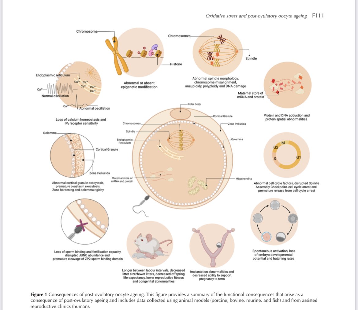 JacintaHMartin's tweet photo. Just over here admiring my favourite figure 😍. If you want to take a closer look head over to our contribution in Reproduction’s special issue on  OXIDATIVE STRESS AND REPRODUCTIVE FUNCTION.  https://t.co/0MKL48KEmw… @UON_research @ReproductionSRB  #openscience #openaccess https://t.co/bdNkIRVOEI