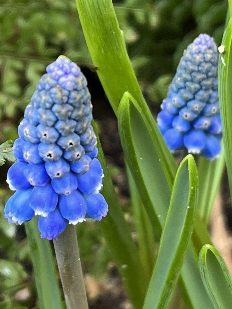 JohnRamsden13's tweet photo. Few more spring flowers 💐 #GardeningTwitter - double snowdrop, hellebore, muscari and iris reticulata https://t.co/bt4sfNE93y