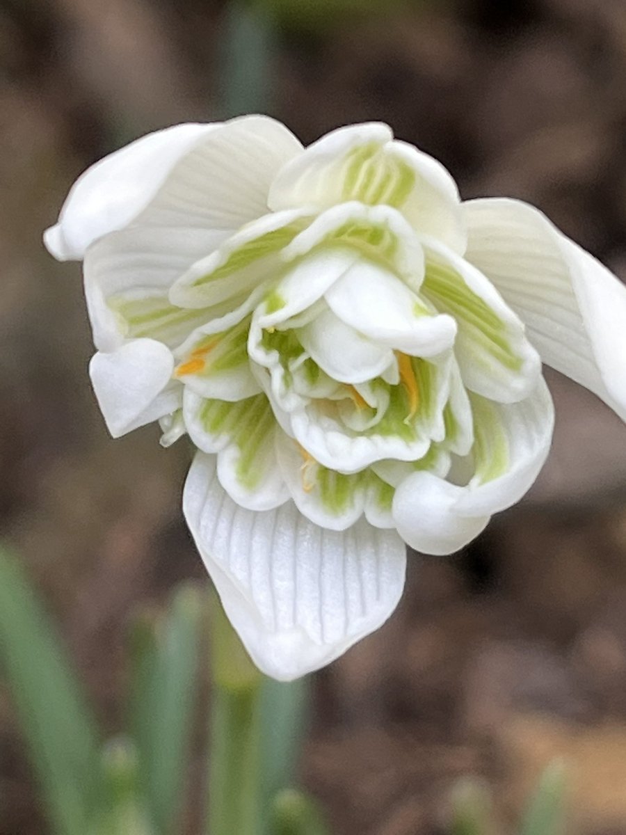 JohnRamsden13's tweet photo. Few more spring flowers 💐 #GardeningTwitter - double snowdrop, hellebore, muscari and iris reticulata https://t.co/bt4sfNE93y