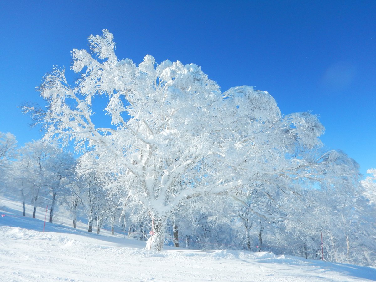 homra_image's tweet photo. 青空と樹氷
Nikon COOLPIX AW130
#Nikon
#AW130 https://t.co/ZwJjOqcLk0
