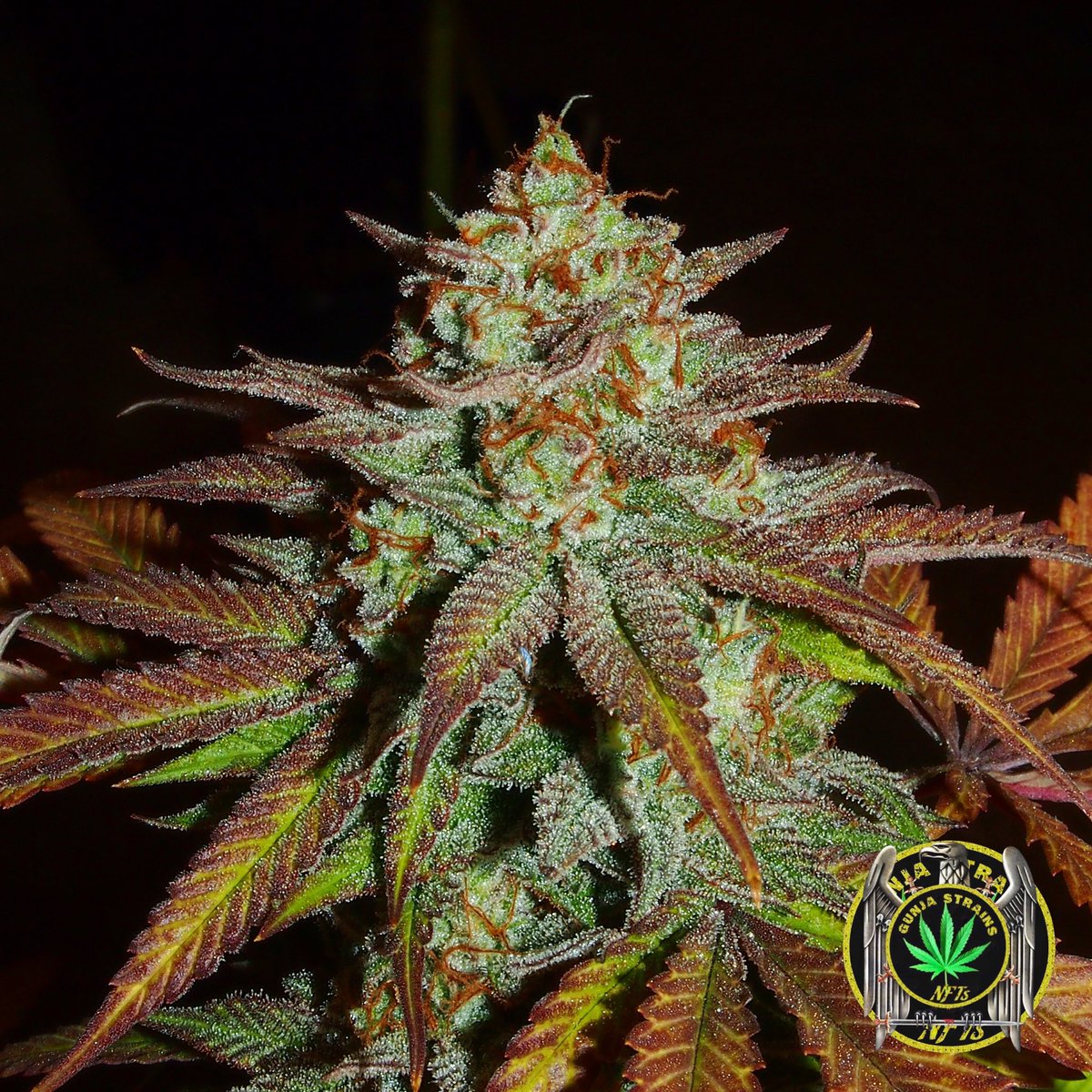 GunjaStrainsNFT's tweet photo. @FCKNGBPAUL  did a great job with this Cherry Soul  from @trichome_Jungle_Seeds https://t.co/6PXbMmBMQ7