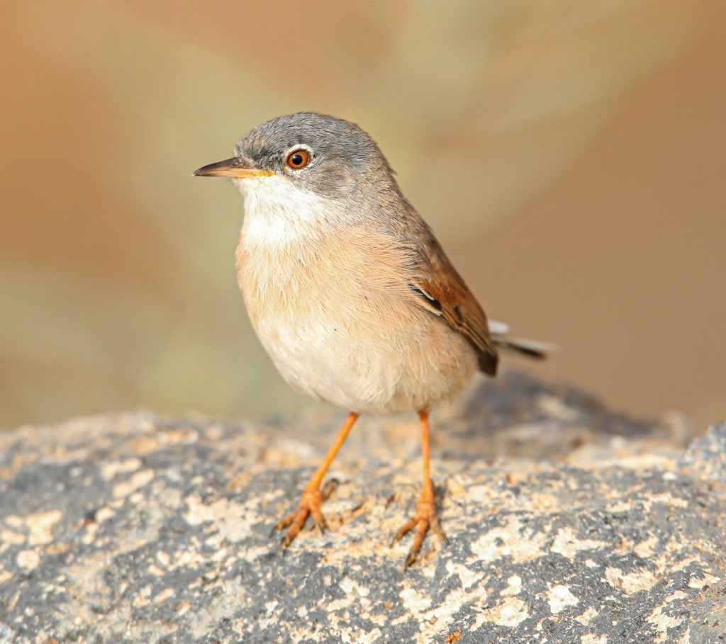 sykesjeff's tweet image. Morning all, nice thread today Warblers or similar species, I’ll start with this Spectacled Warbler, Spain 🇪🇸