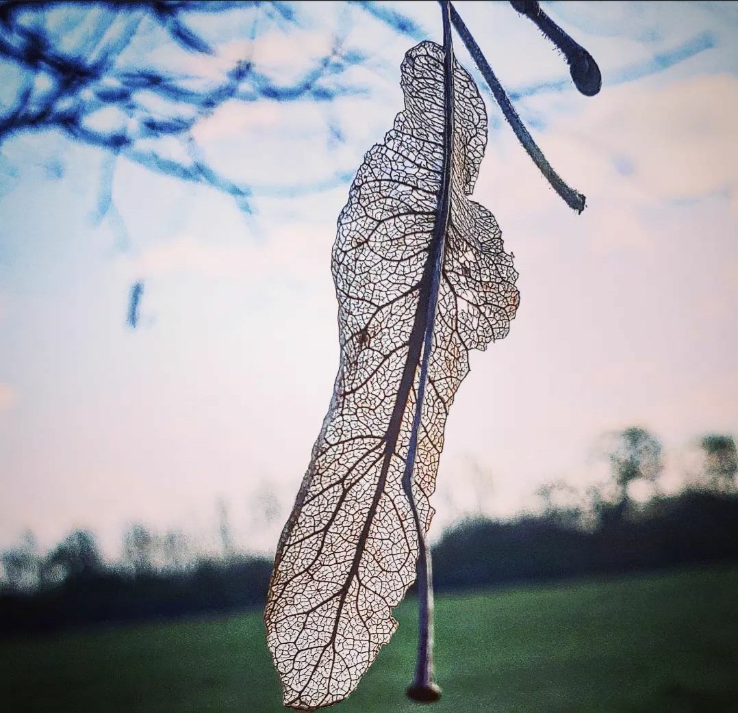 Like a fairy wing, perfectly dangled at eye level, mapping the trackways. #naturepoetry #nature #poetry #poetrycommunity  #naturephotography #poem #naturelovers #poetrylovers #naturepoem #poems #naturepoems  #poet #writingcommunity #photography #haiku