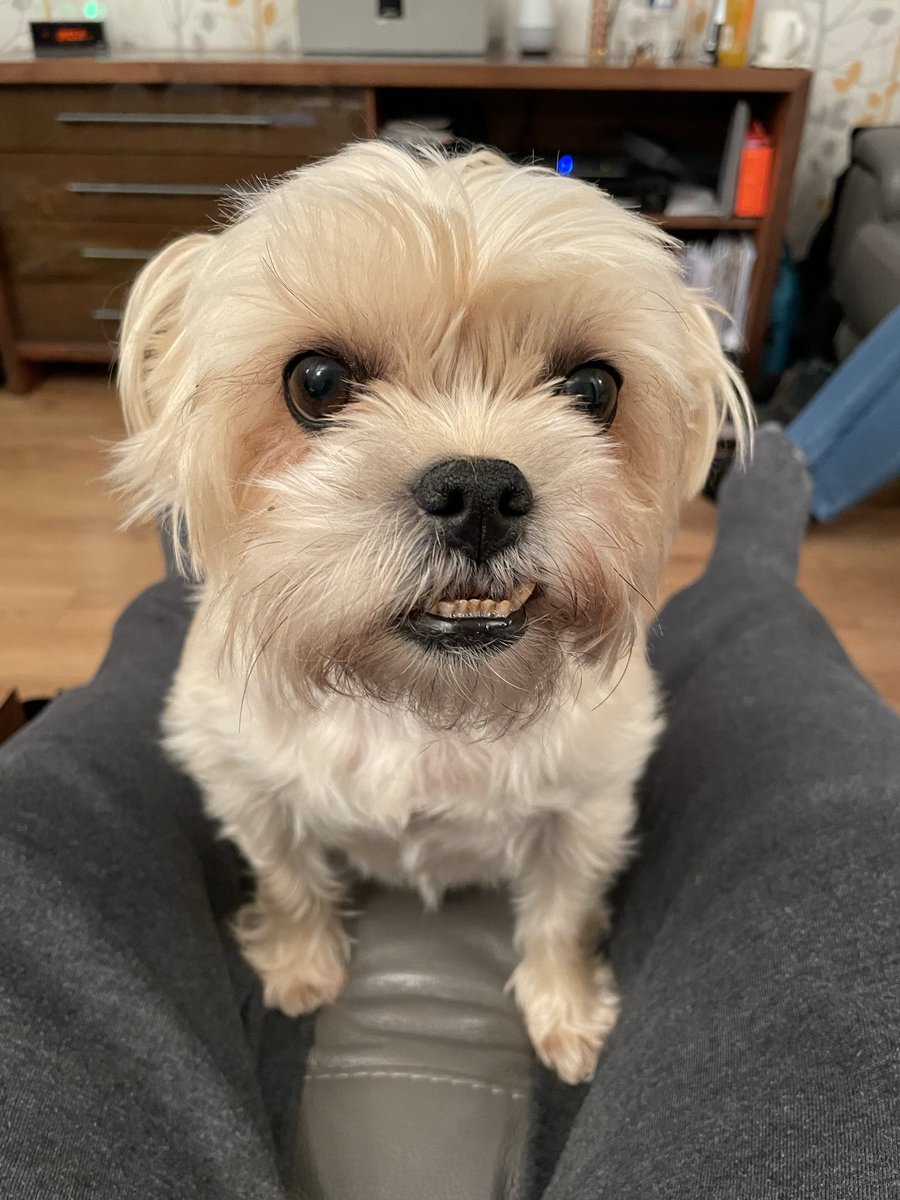 OCPAPPA's tweet photo. @DonnaDlm71 No, no, no!! They’re a pain in the arse, expensive to feed, keep, insure, care for &amp; you’re tide to them. They don’t last long enough &amp; the upset when they’re gone is god dam awful! When Lilly is over the rainbow we’re never having another one! https://t.co/khbYQ8XLwf