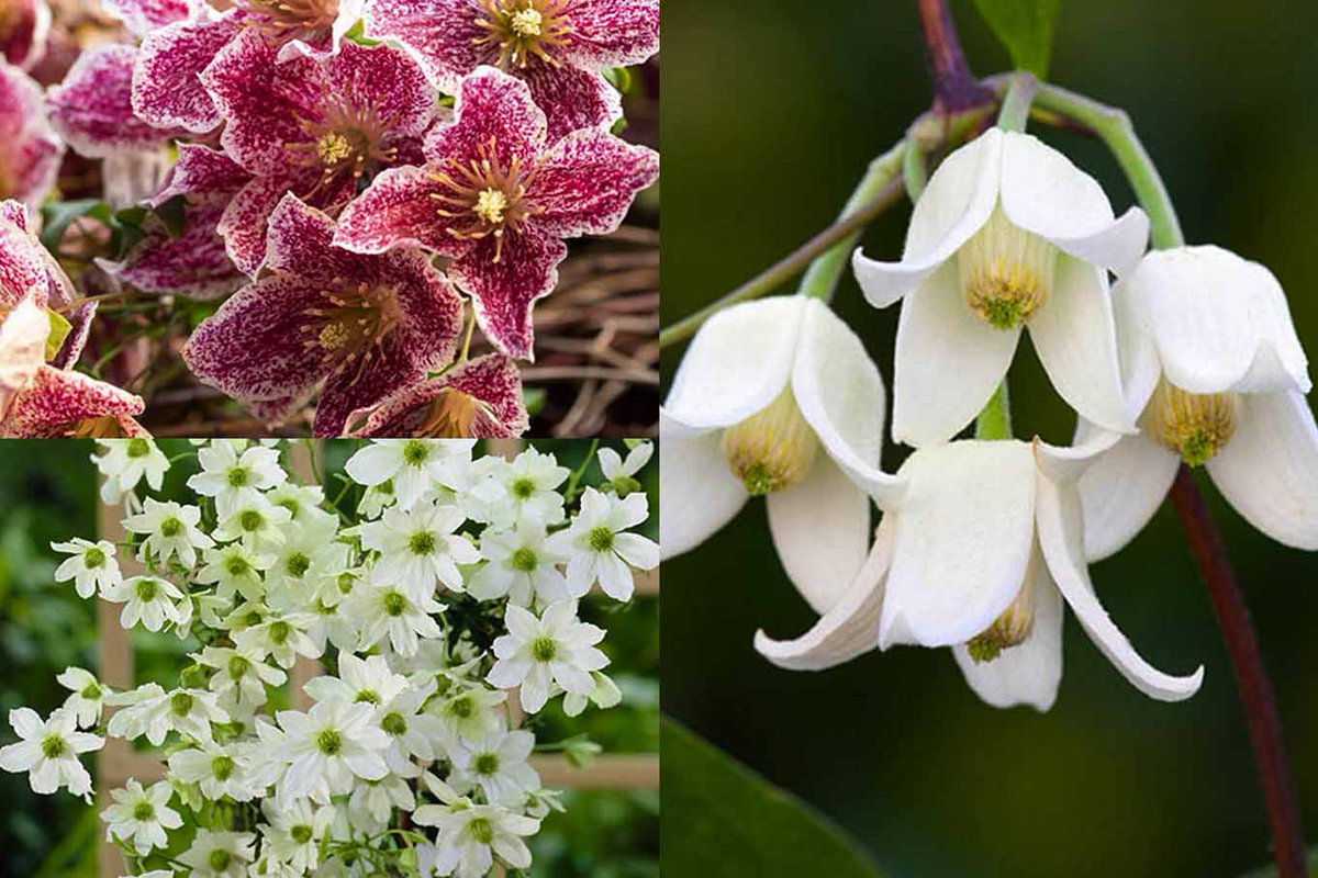 Save 50% on this Clematis ‘Winter Treasures’ collection. Brighten the dark winter days with this collection of beautiful flowers perfect for trailing up a trellis, fence or pergola for less than £5 per plant. 

Find out more at ow.ly/Y1yg50MHIM9