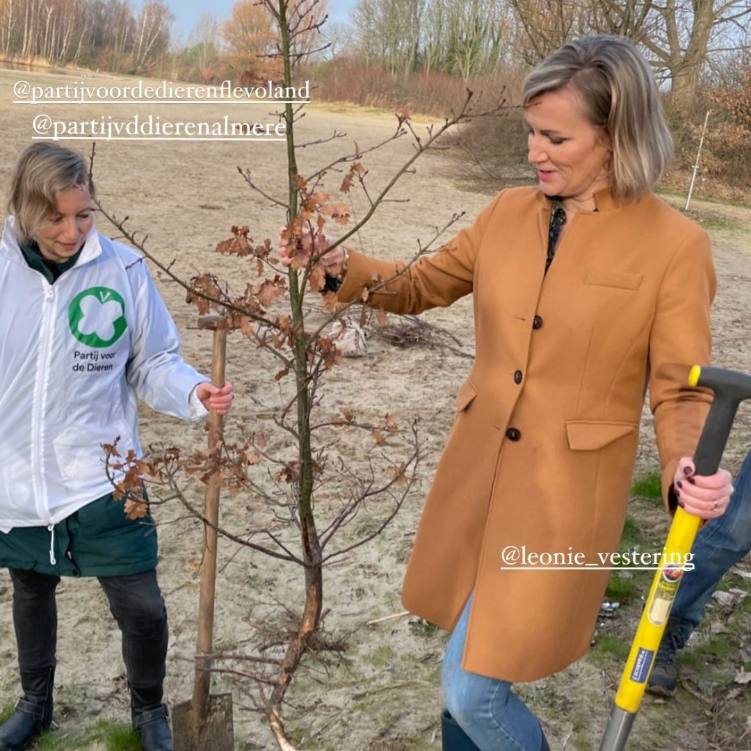 Wat een heerlijke ochtend! 
Tijdens de politieke verplantdag staken we de handen uit de mouwen om zaailingen te redden.
Uit Zeewolde was Froukje Hempenius aanwezig om onder andere deze mooie eik uit te steken met <a href="/LeonieVestering/">Leonie Vestering</a>
#pvdd #PS2023 

omroepflevoland.nl/nieuws/319874/…