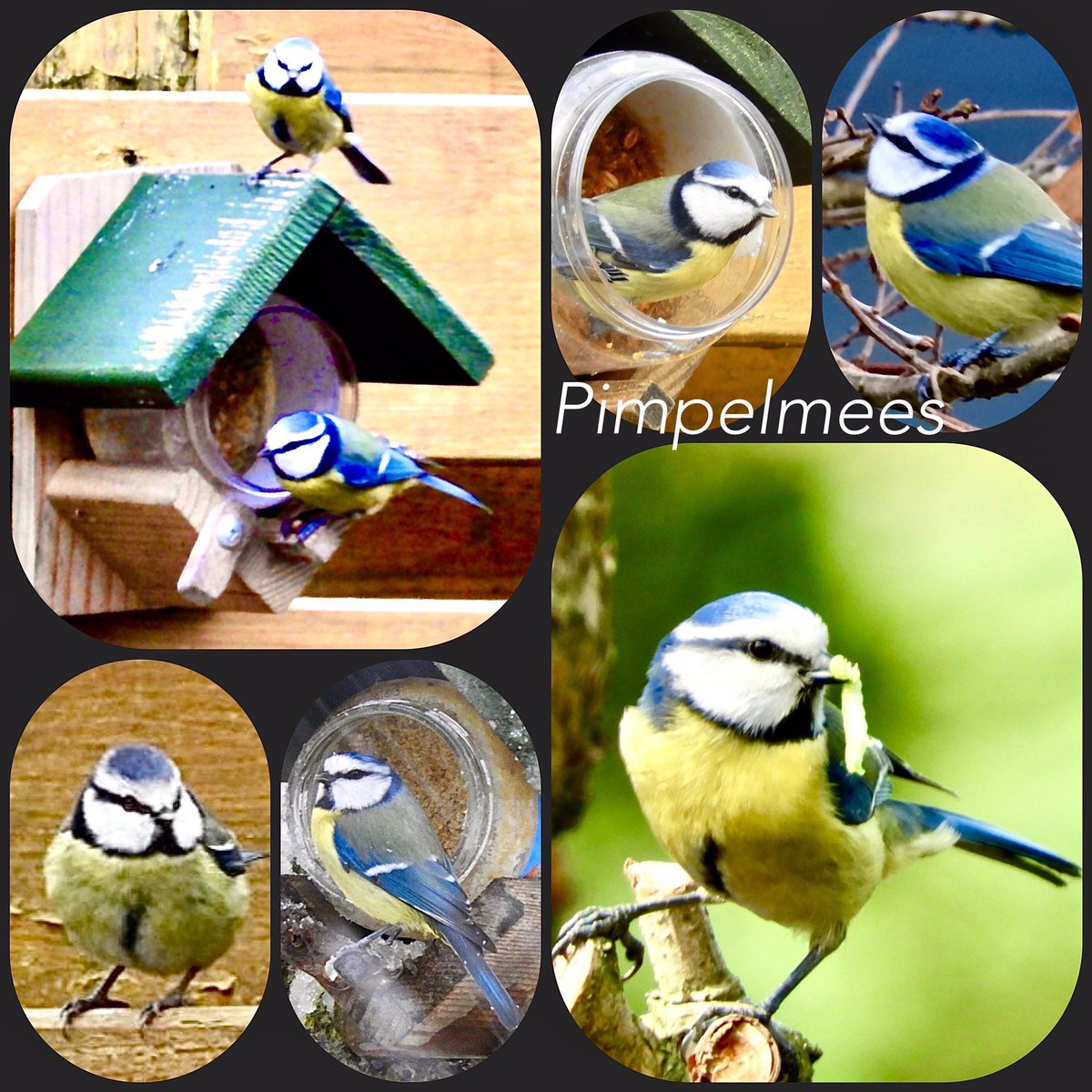 Dag 5 van de #februarivogelmaand een initiatief van @wilma_meijerink Vandaag zijn het #koolmeesje en het #pimpelmeesje aan de beurt. Leuke vrolijke tuinvogeltjes. Het koolmeesje  is geel met zwart en het pimpelmeesje is geel met blauw.