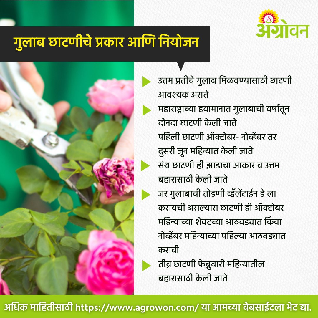 AGROWON's tweet photo. चांगल्या प्रतीचे गुलाबाचे फुले आणि अधिक उत्पादन वाढण्यासाठी गुलाबाच्या झाडांची योग्य पद्धतीने छाटणी करावी लागते.
#Rosecutting #Farmer #Roseplant #Agrowon https://t.co/moMcZXTYbu