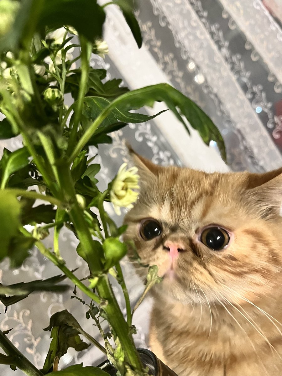 Marinikaly's tweet photo. @RuslanUsachev Булка на минималка 🥐 https://t.co/2r3bUnIM26
