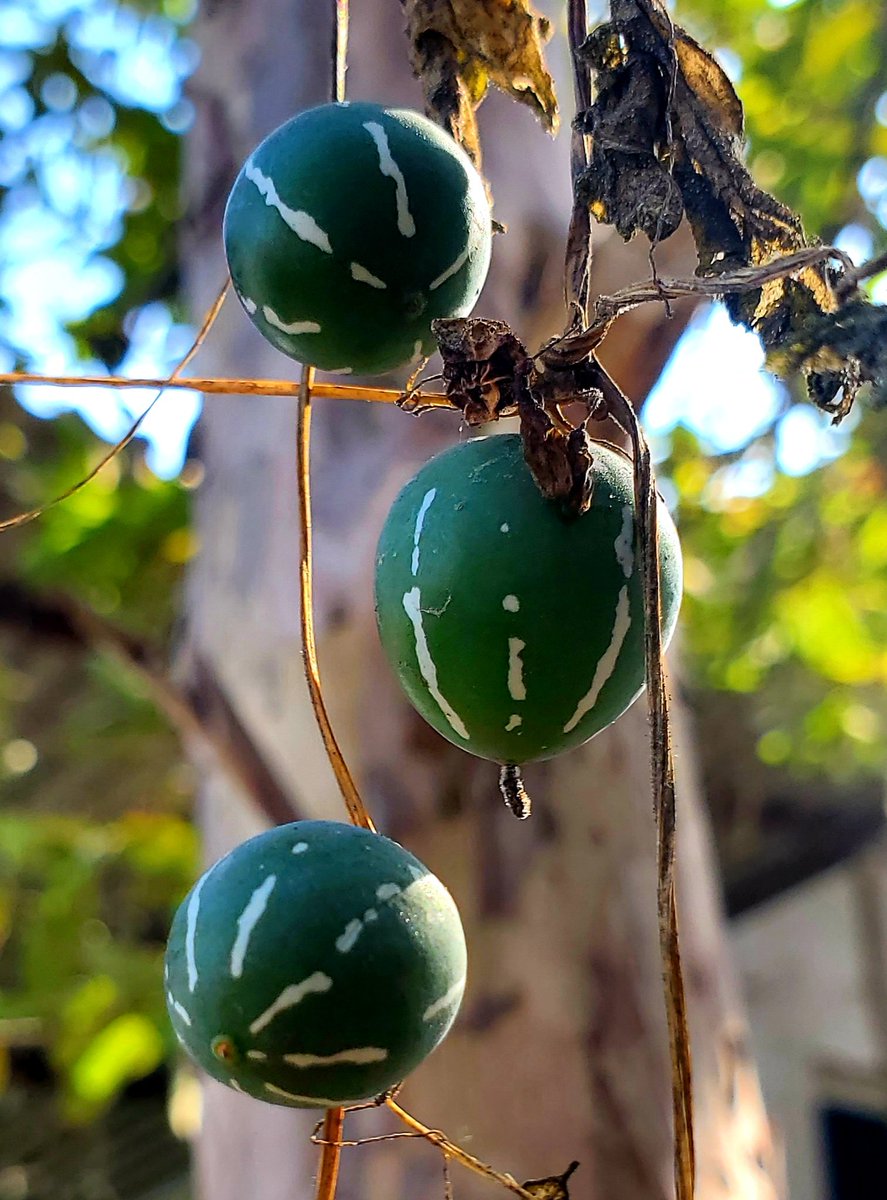 neeru0612's tweet photo. Melons that hang from the tree
#MouseMelons 😀 https://t.co/FpH2q4twK7