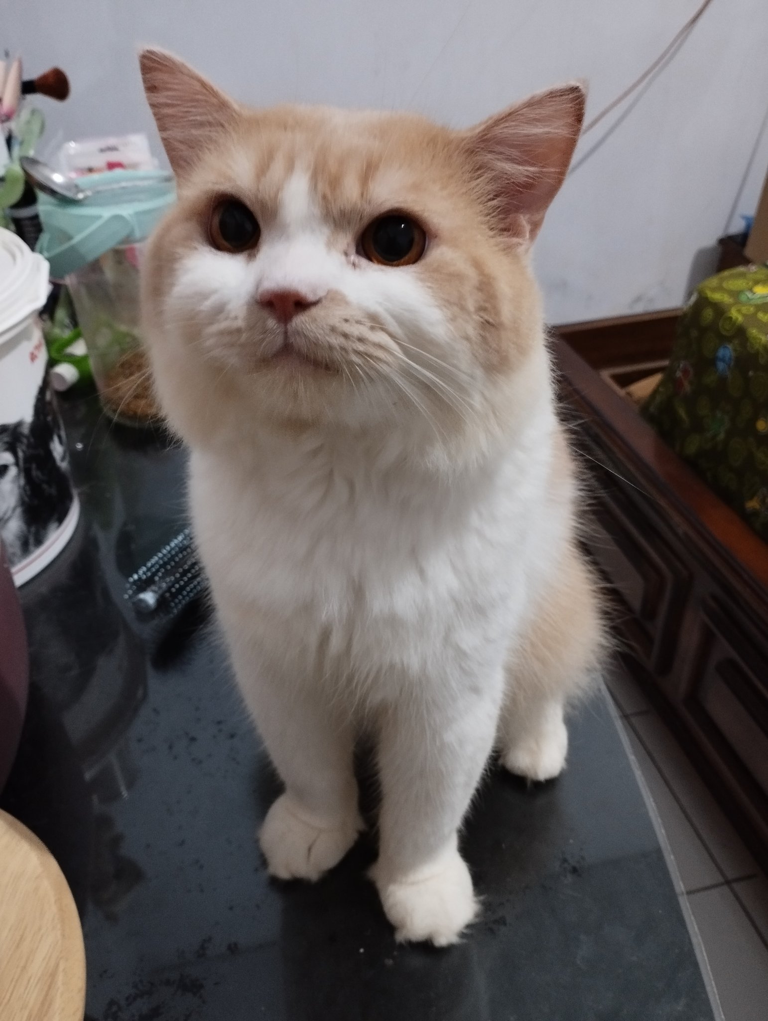 Mocca &amp; M Family 🐱 on Twitter: &amp;quot;Uhuk uhukkk bsok tgl 6 ni, jgn lupa ...