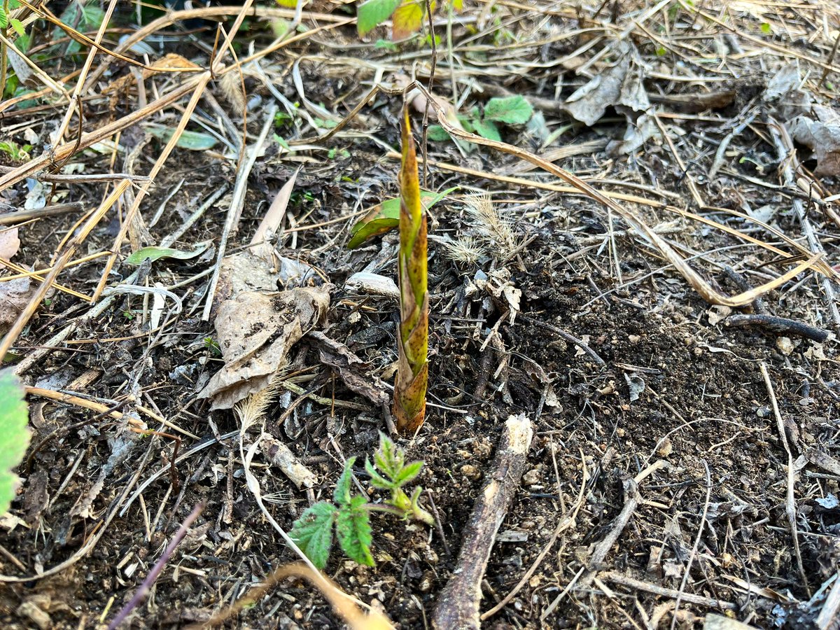 startfromzero23's tweet image. は、早くもミニタケノコが、、、！！

竹林に囲まれた園地にとっては、また忙しい時期が来た🎋😭

#農業