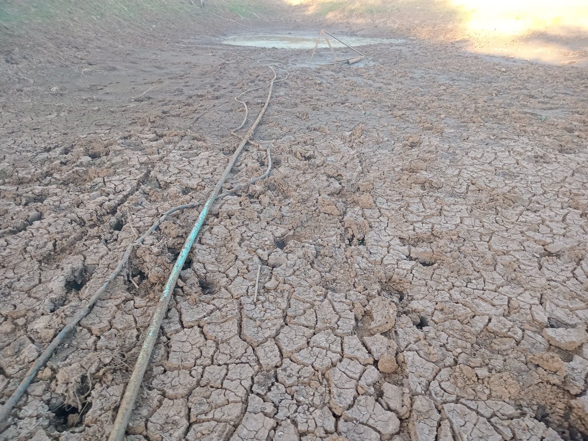 msyokbenard's tweet photo. Farmers in Kenya don't need just subsidized fertilizers, We need ADEQUATE WATER FOR IRRIGATION FARMING to achieve food security @WilliamsRuto @rigathi @OleItumbi @ledamalekina @IrriHub @ZingatiaF @YaraKenya @WorldBankKenya @SDGaction @Fredmunene_ https://t.co/k7l0nfZkwg
