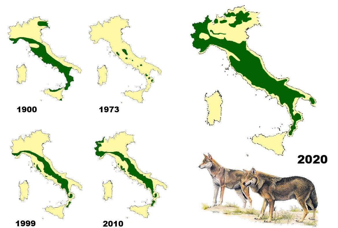 cronicasdefauna's tweet photo. En #Italia 🇮🇹el lobo fue estrictamente protegido en 1971. Sin excepciones ni "controles". Ayudado por una geografía favorable, una legislación conservacionista inteligente y una sociedad tolerante, su recuperación fue asombrosa y rápida. Para saber más: https://t.co/ML2iSDqCrm https://t.co/1OLCBas97m