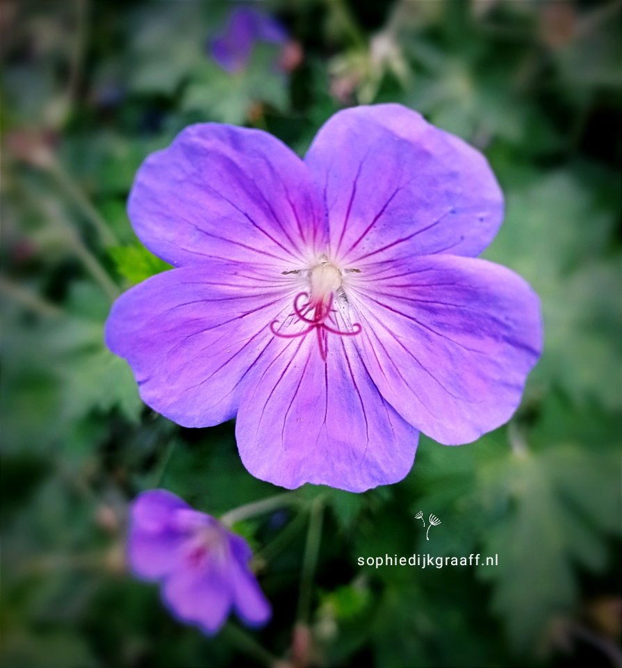 Goedemorgen allemaal, fijne zondag! 🍀
#flowersmakemehappy