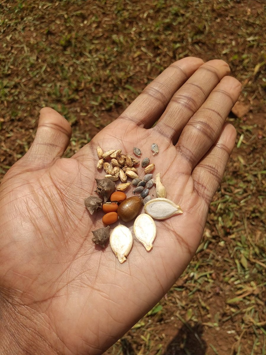 From today i will start throwing indigenous seeds in any abandoned places so that food can grow there  anyone can take it, if birds can plant food and trees how about we human beings?
@CleotildaJ 
@AgroecologyMap 
@NizaAsili 
#NaturePhotography 
#sundayvibes 
#seedsovereignty