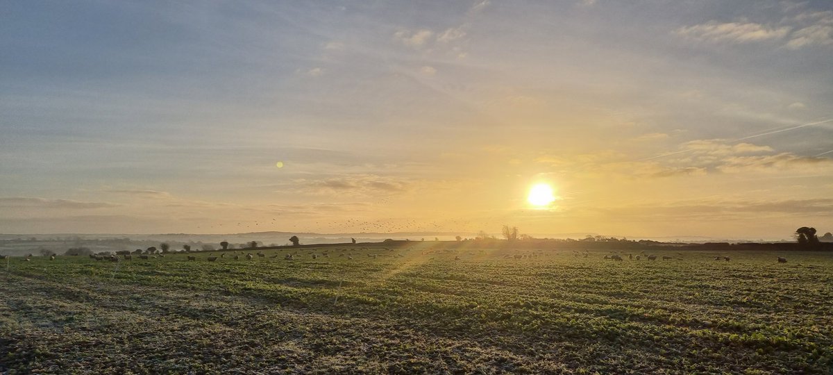 Cracker of a morning 🌄,  the ladies are happy out on cover crops 🤌🐏🐑