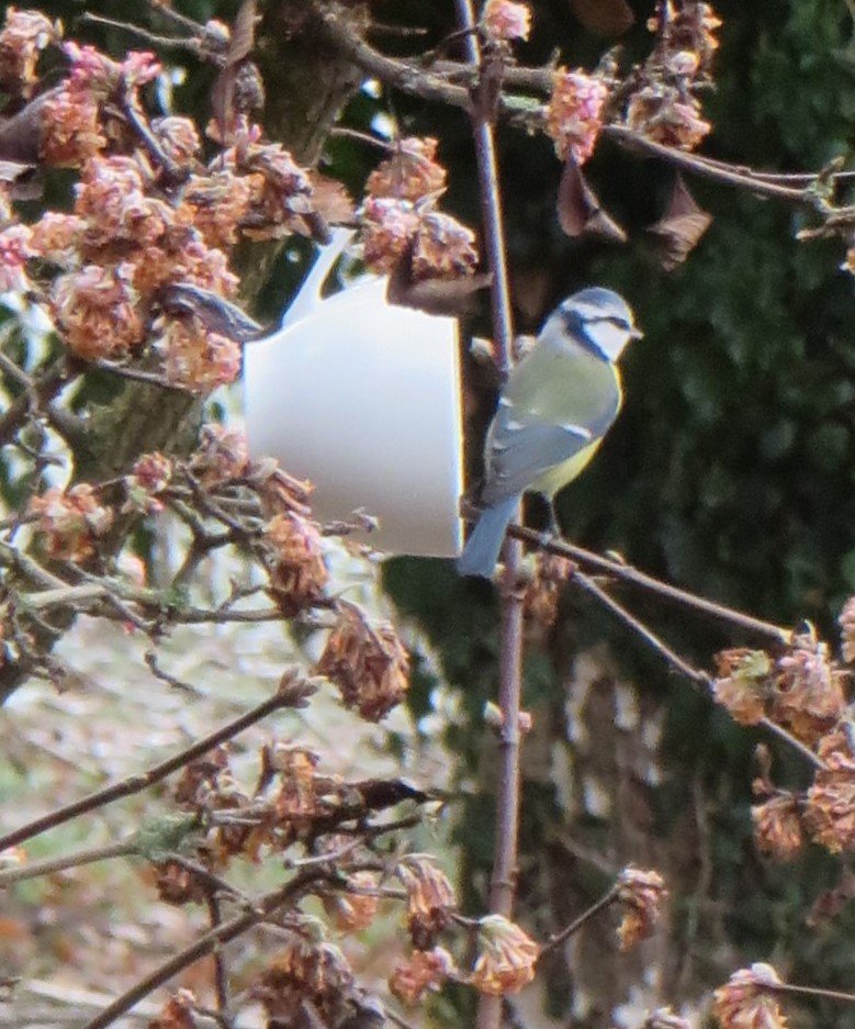 Leuk dat ik vandaag weer even kan instappen in de #fotochallenge #februarivogelmaand. Dit #pimpelmeesje was aan het genieten van de voedzame maaltijd die ik had gemaakt. #Zelhem #Wolferswoud @wilma_meijerink