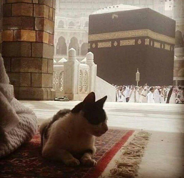 NewAccountSooon's tweet photo. [6:38]📖 : ❝Nulle bête marchant sur terre, nul oiseau volant de ses ailes, qui ne soit comme vous en communauté.❞ https://t.co/HEtRO4l7cV
