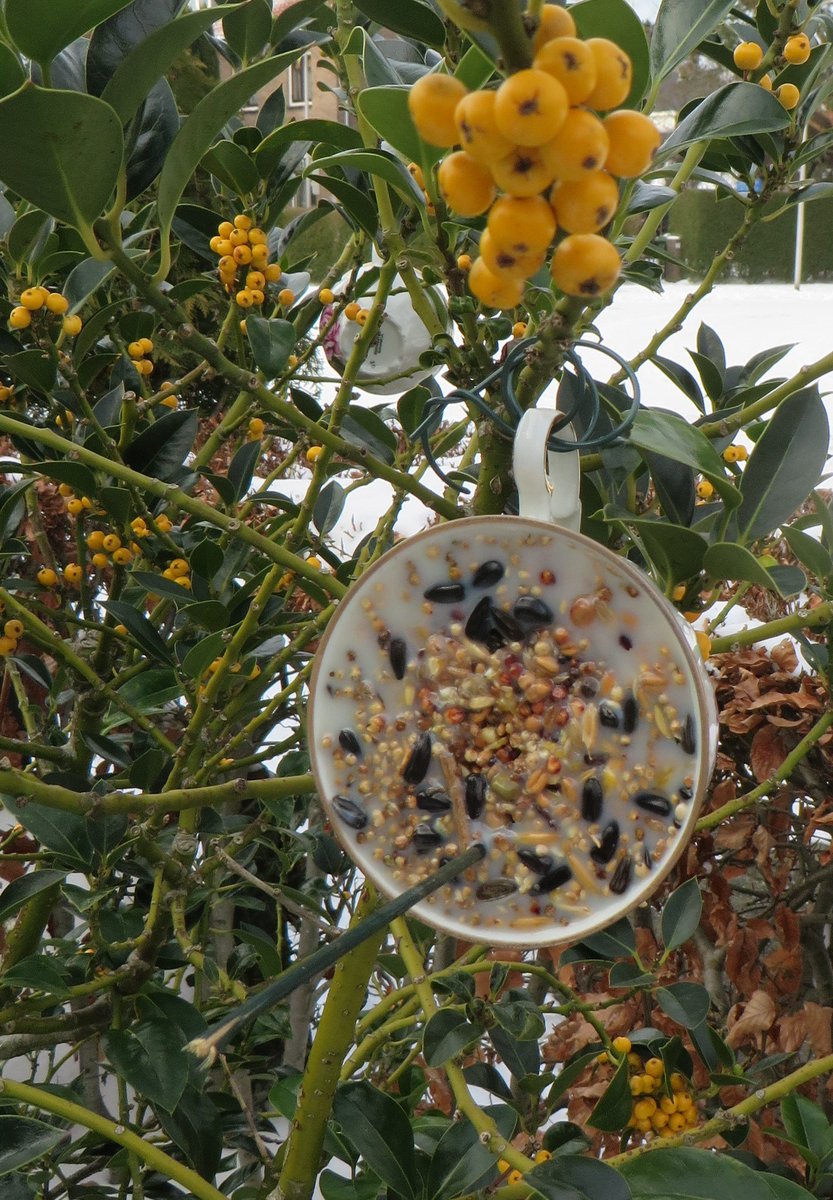 @wilma_meijerink Ik hang 's winters mijn complete servies in bomen en struiken...🥤🧋🫖☕️
