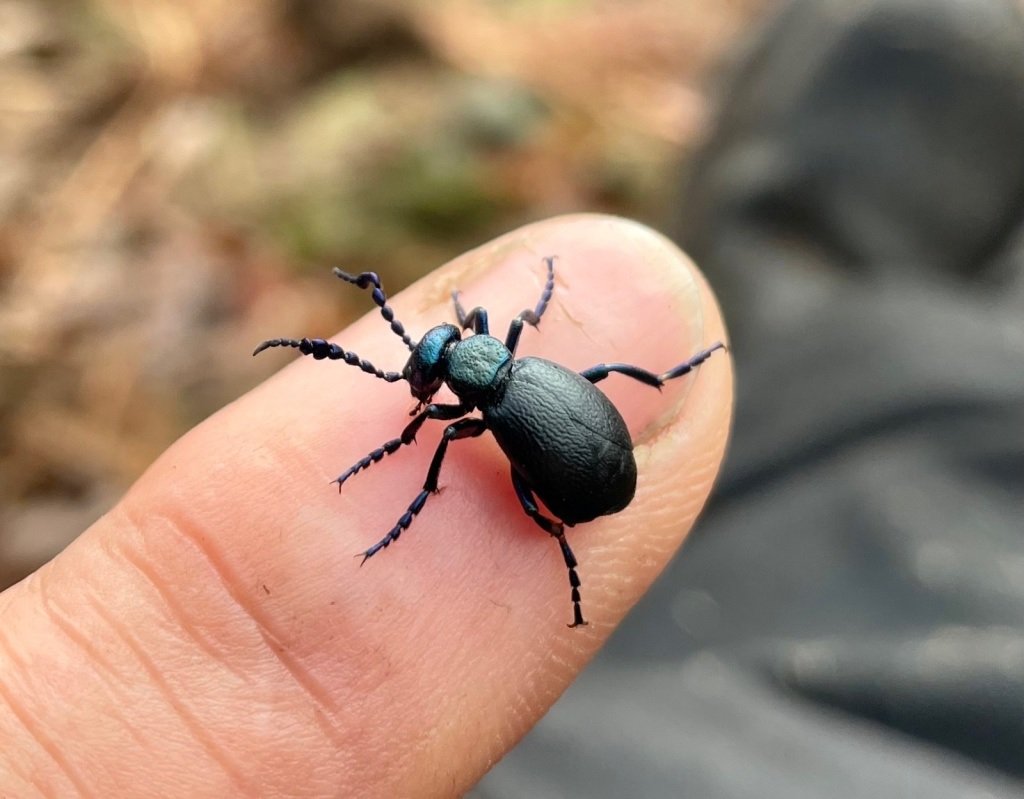 The spring oil beetle season has begun with male Black Oil Beetle (Meloe proscarabaeus) sightings at Highgate Common in Staffordshire (26th Jan by Gary Pascoe) and Alun Valley in Glamorgan (3rd Feb by Kevin Williams). Here is Kevin's image from the Alun Valley. #OilBeetleHunt