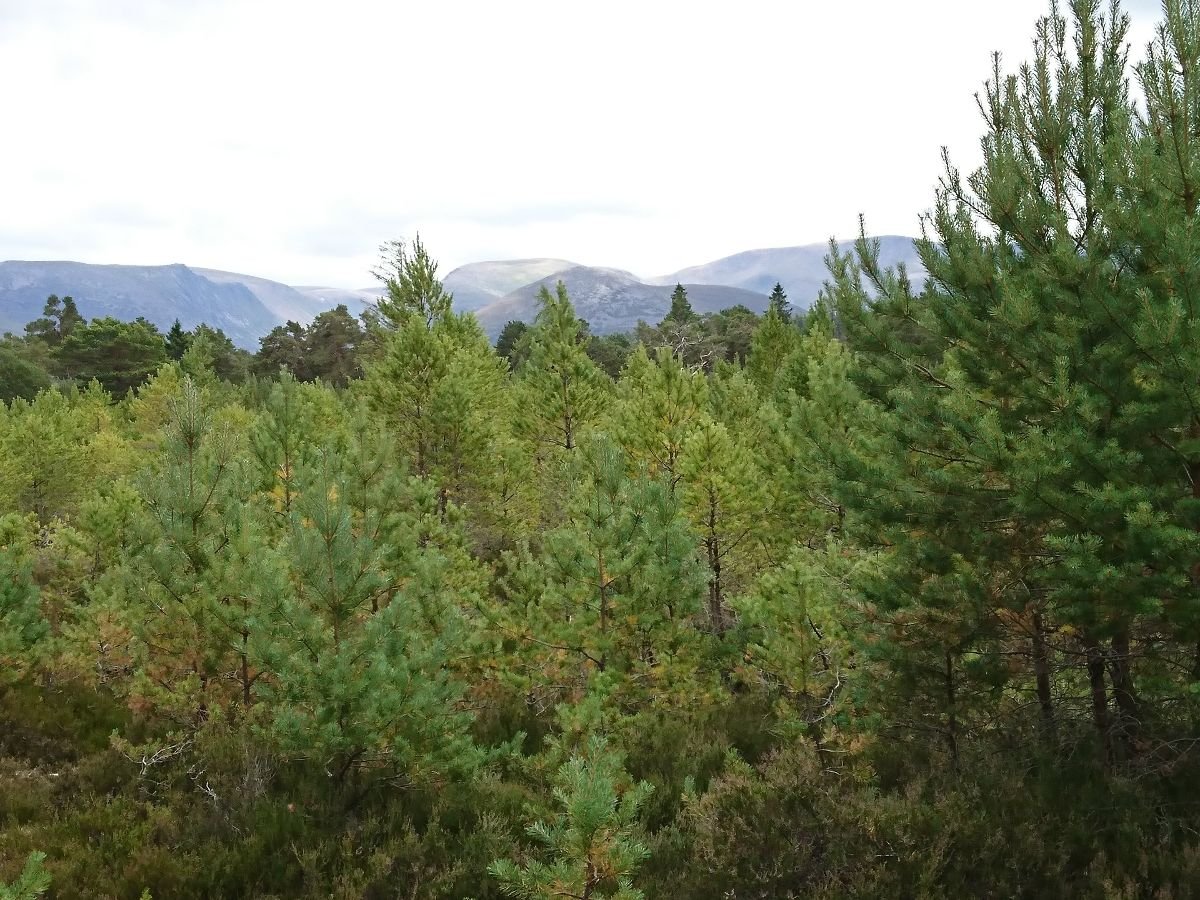 ThePeterBelton's tweet image. Too much of a wood thing? 

Meg Griffiths, Plantlife's policy intern, examines how inappropriate #treeplanting has the potential to cause more harm than good in tackling nature and #ClimateEmergency  👇

bit.ly/3JHACMV

#plantrees #climatechange