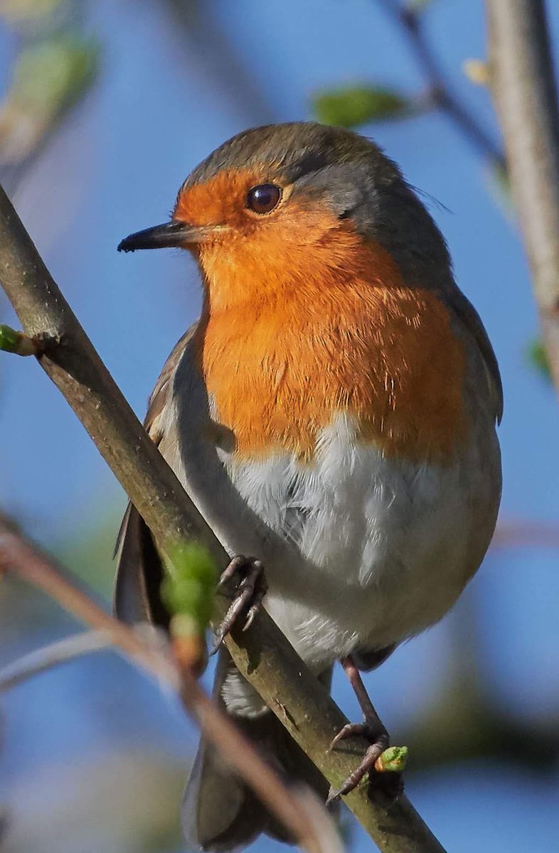 paulhayes55's tweet image. Robin.
