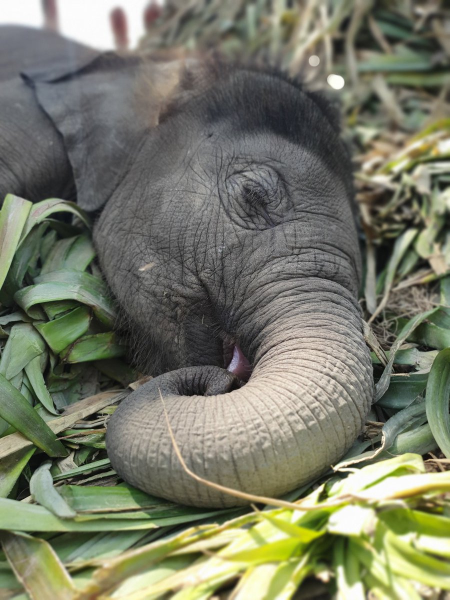 Sleepy Sunday. This little cutie is another contribution to the elephant population. Through our breeding program we ensure genetic diversity for a healthy population. Added bonus they are adorable. #elephantconservation #babyelephant #cute