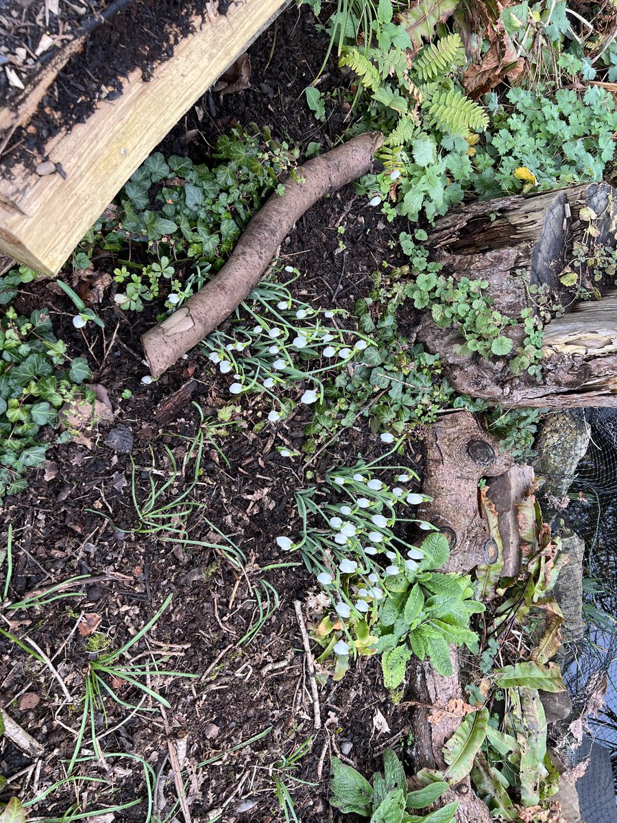 Snow drops popping up in our mini woodland part of allotment inspiration to get everything ready for the spring