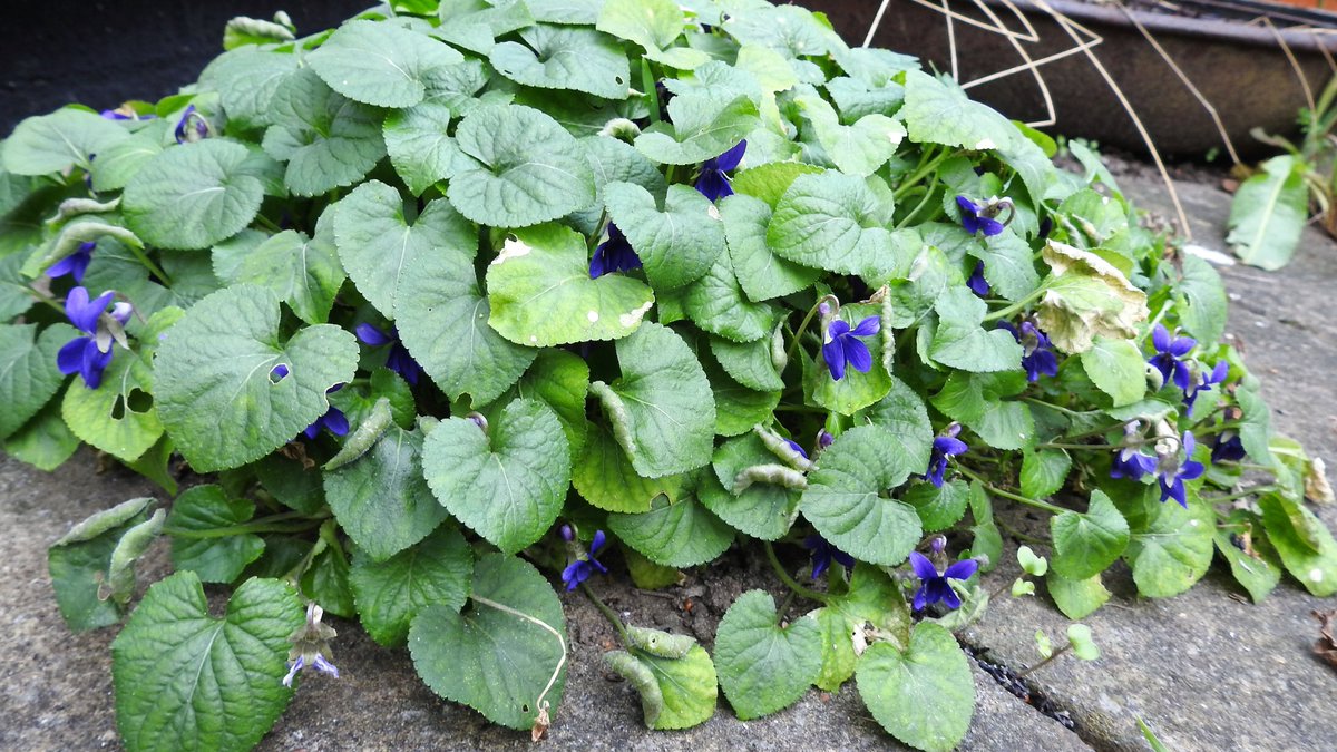 numenini's tweet photo. WHO'S been nibbling the Sweet Violets in our front garden??
A thief who has NOT nibbled the Sweet Violets in our enclosed back garden?
#Wildflowerhour #SweetViolet #viola #violaodorata #sundayvibes #SundayMorning https://t.co/Dy91ZM2ckE
