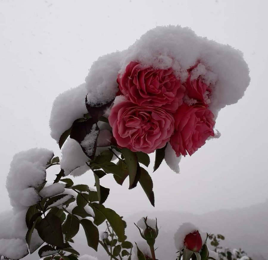 🌍Life❤Melody🌞 tweet media