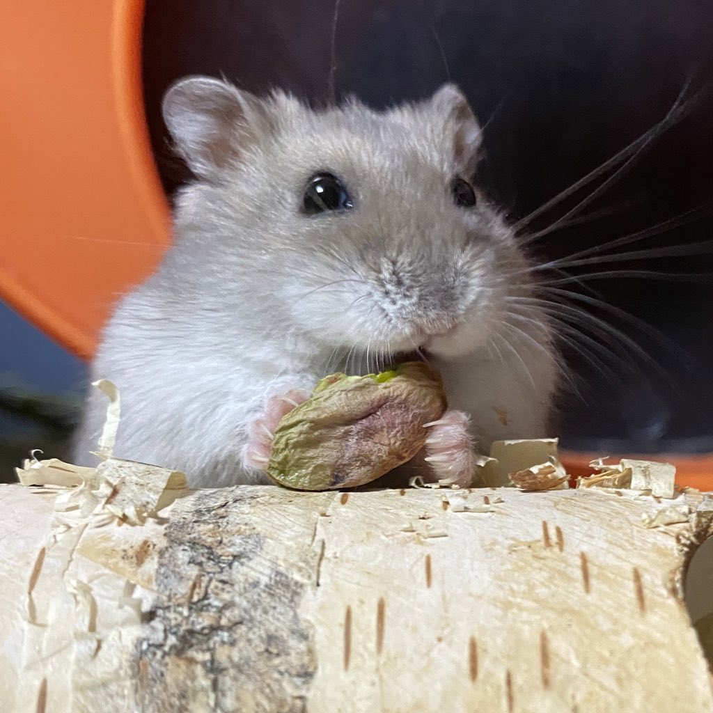 귀여움 한도초과