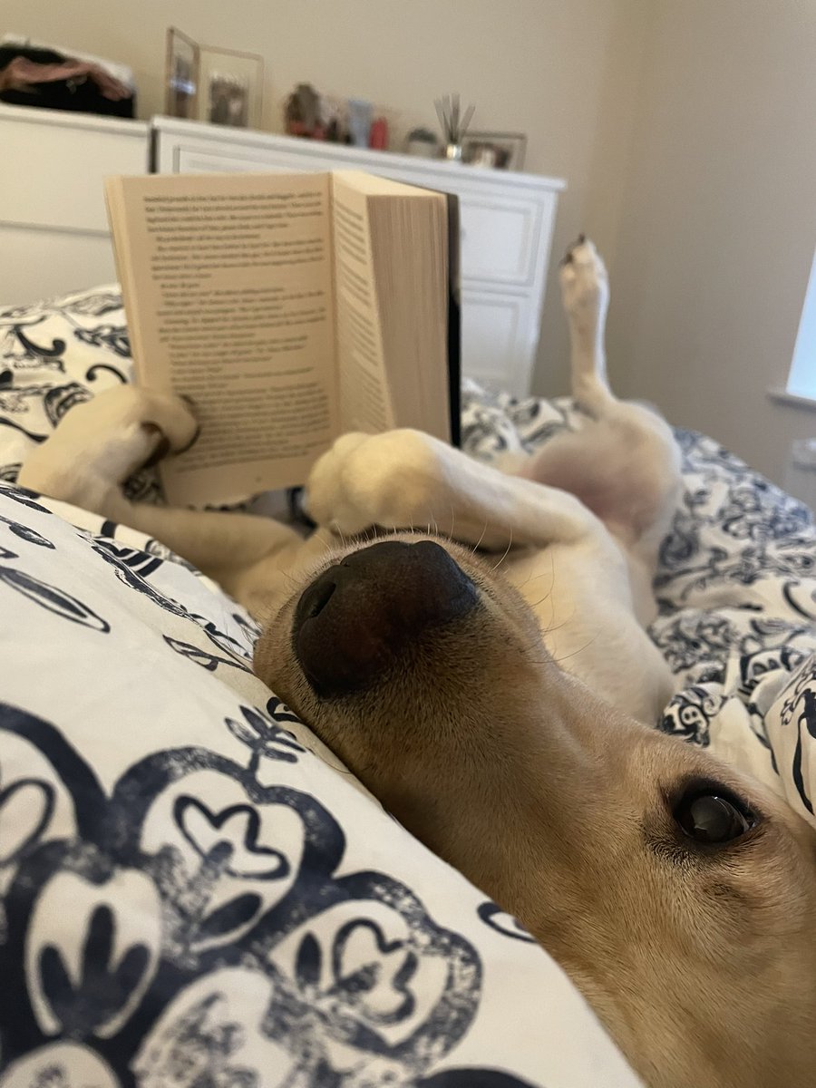 The perfect doggo does exi-