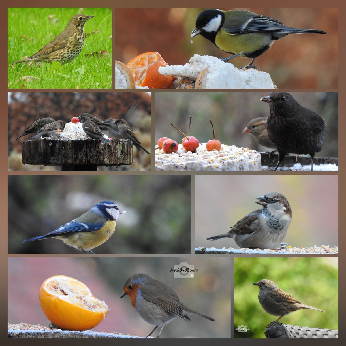 Vandaag doe ik een keer mee met #februarivogelmaand van @wilma_meijerink.
Met terugwerkende kracht: een collage van óók de 'gemiste' vogels.
Aan vogeltjes én foto's géén gebrek, maar ik kan al die verschillende challenges niet steeds bijhouden, sorry...
#tuingeluk💚 #naturelover