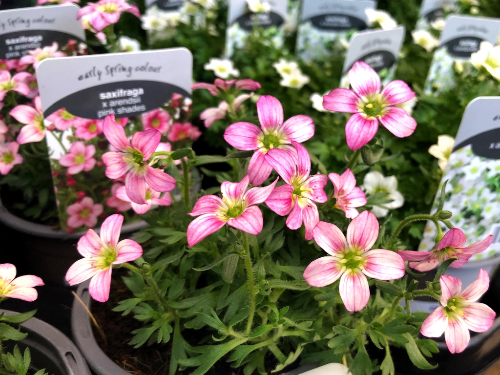 camdengardencen's tweet photo. brighten up the winter mornings with #saxifraga #arendsii #pinkshadow & more
#gardencentre #socialenterprise #newseason #happyspring2023 #metime https://t.co/7sK5rjRR6D