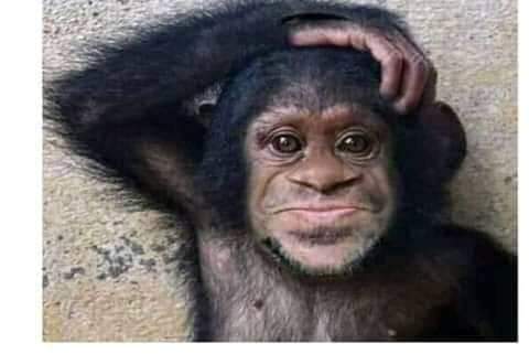 mc_gaks1's tweet photo. I envy APC supporters this period, I'm so jealous of them cause they are the only ones getting fuel and the new naira notes delivered to their doorstep. Sheh I no go join APC like dis ?
Dogara Dear Obidients Surulere The North Dino El-Rufia Lagos Yoruba https://t.co/3W5xfFPBWE
