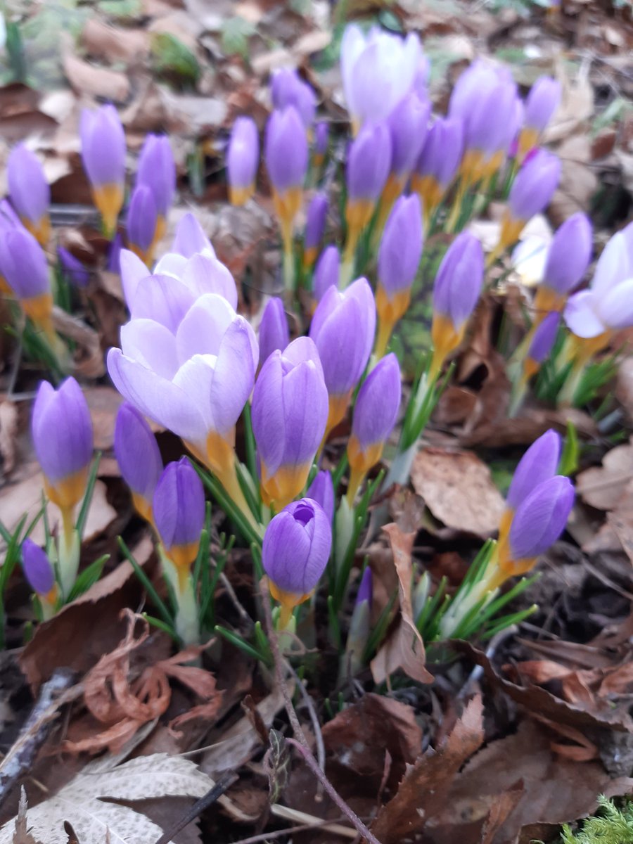Littleashgarden's tweet photo. Beautiful plants at the Picton Garden. A delightful wander, open Thursday to Saturday. https://t.co/7WJuC3Wcor https://t.co/t3NBg2vHOo