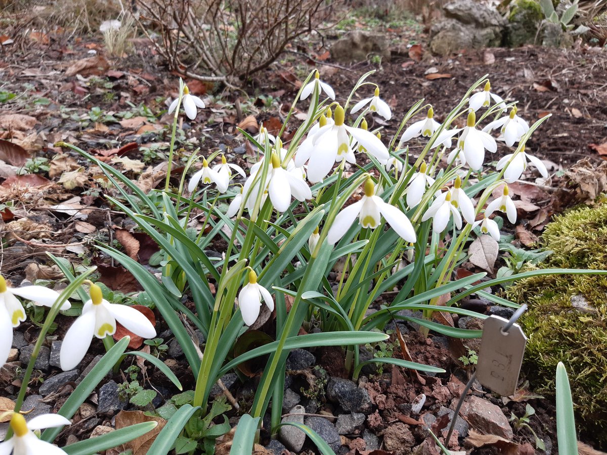 Littleashgarden's tweet photo. Beautiful plants at the Picton Garden. A delightful wander, open Thursday to Saturday. https://t.co/7WJuC3Wcor https://t.co/t3NBg2vHOo