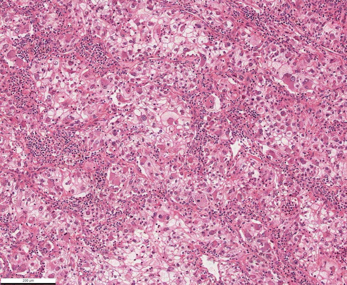 Vladimir Kushnarev tweet media