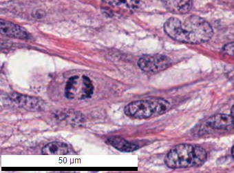 Vladimir Kushnarev tweet media