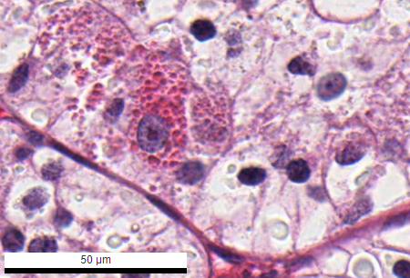 Vladimir Kushnarev tweet media