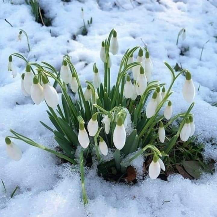 marika_lizi's tweet photo. After every winter comes spring, and after every bad comes something good... 🙂💛✨💥♥️
#JeremyRenner #therealsuperhero #GetWellSoonJeremy #weloveyou ❤️
#withalltheloveofmyheart #PositiveVibes https://t.co/4BRjRa1d2C