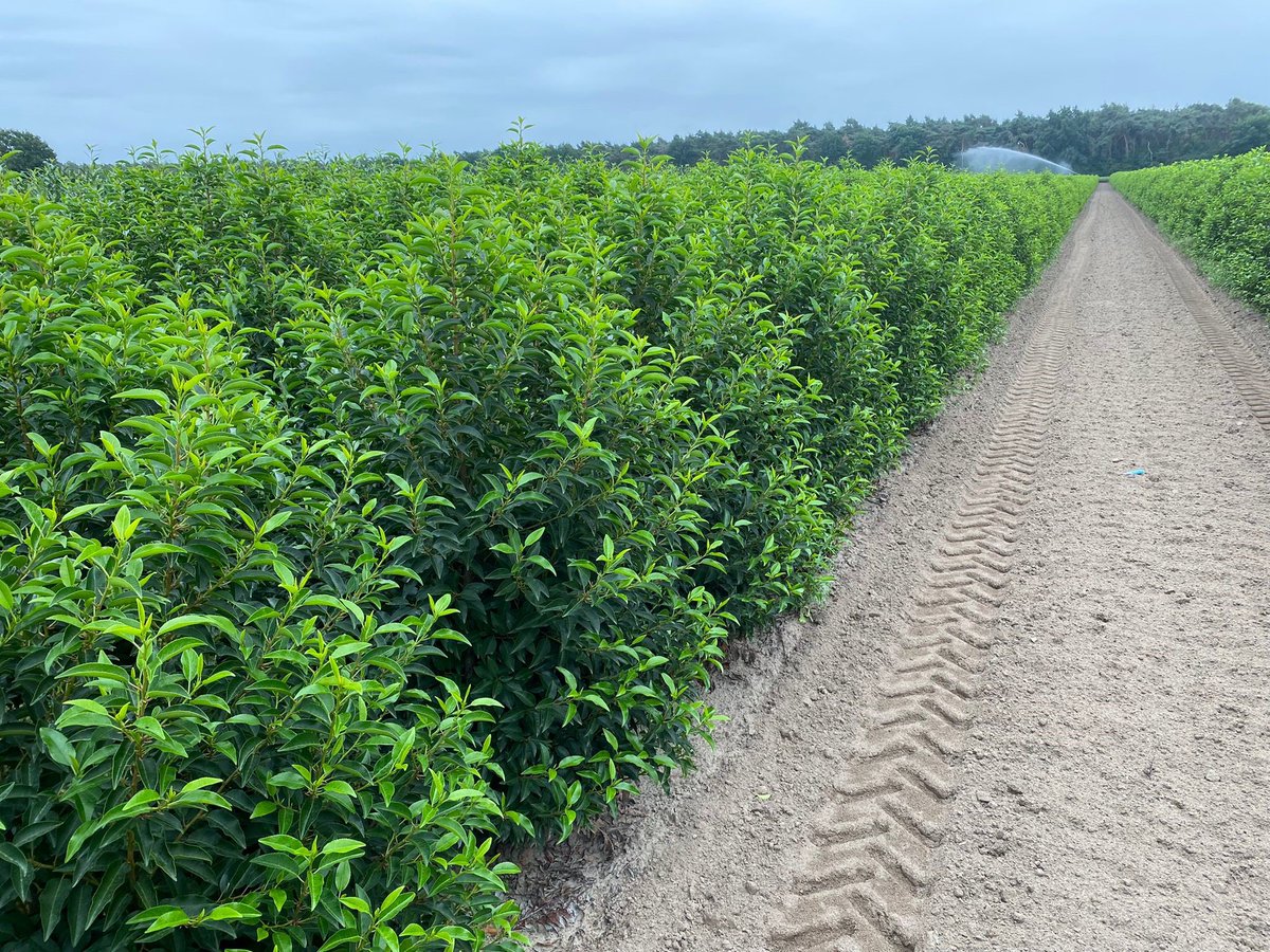 tuindingen's tweet photo. #LAURIERHAAG PLANTEN vers van eigen kwekerij thuisbezorgd in heel Nederland. Maak gebruik van de tijdelijke kortingscode “Tuindingen22" en ontvang 10% korting op de gehele bestelling #haagbeplanting #coniferen #laurier #tuincentrum #kweker #tuinieren 

https://t.co/KjcMooY94m https://t.co/IxYg8CA1md