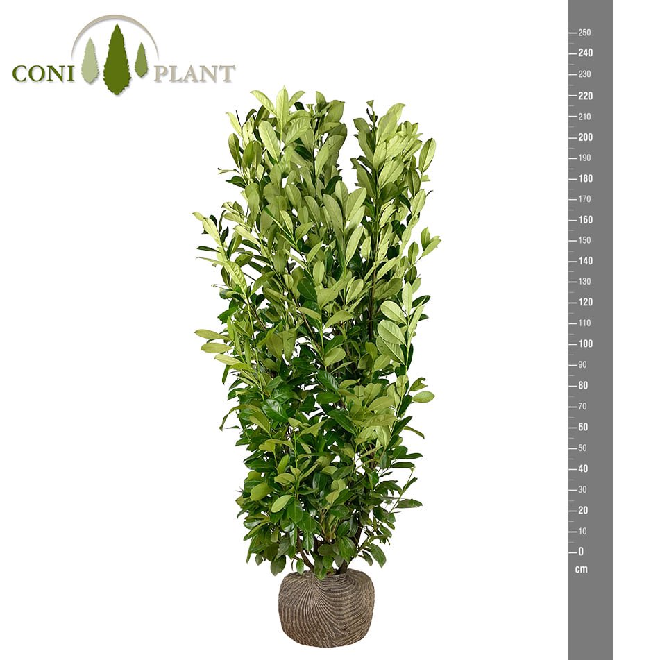 tuindingen's tweet photo. #LAURIERHAAG PLANTEN vers van eigen kwekerij thuisbezorgd in heel Nederland. Maak gebruik van de tijdelijke kortingscode “Tuindingen22" en ontvang 10% korting op de gehele bestelling #haagbeplanting #coniferen #laurier #tuincentrum #kweker #tuinieren 

https://t.co/KjcMooY94m https://t.co/IxYg8CA1md