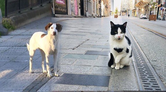 Artan yemeklerinizi çöpe atmak yerine onlara verseniz de yeter. Bu dünya hepimizin 💙 #BirKapSuBirKapYemek