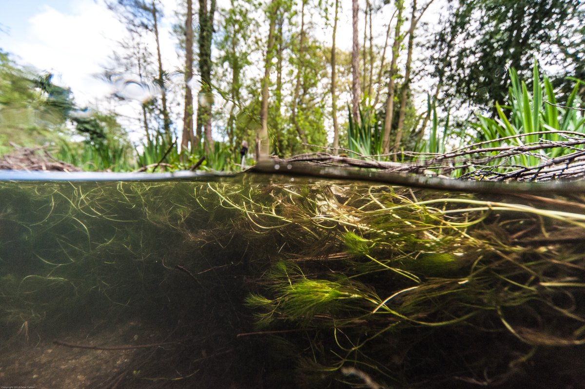 Herts & Middlesex Wildlife Trust tweet media