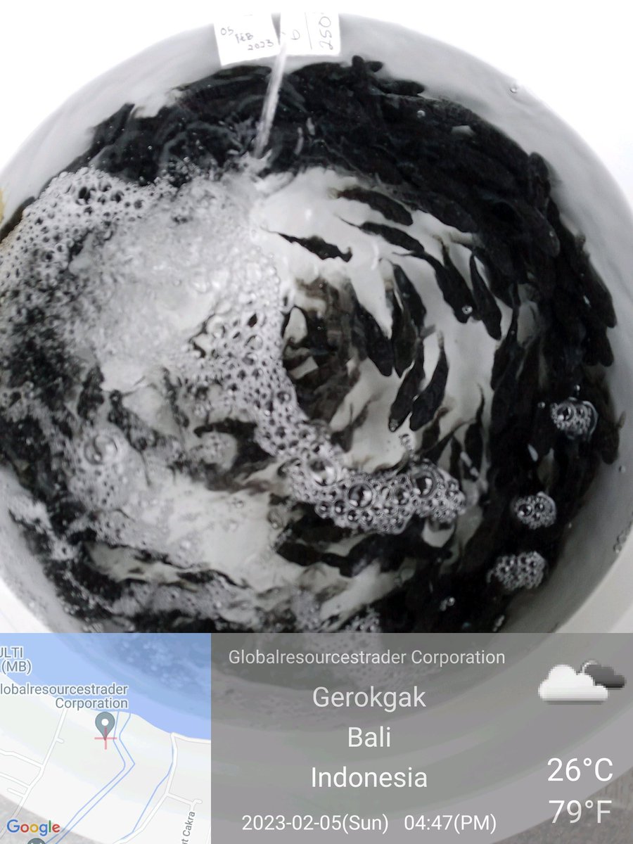 MarineCulture's tweet image. 05 FEB 2023
GMP #ICSGRTC

i. Personil QC melakukan pengecekan saat sortir
(kesehatan ikan secara visual &amp;amp; keseragaman ukuran benih ikan kerapu).

Jenis ikan &quot;Epinephelus sp&quot;