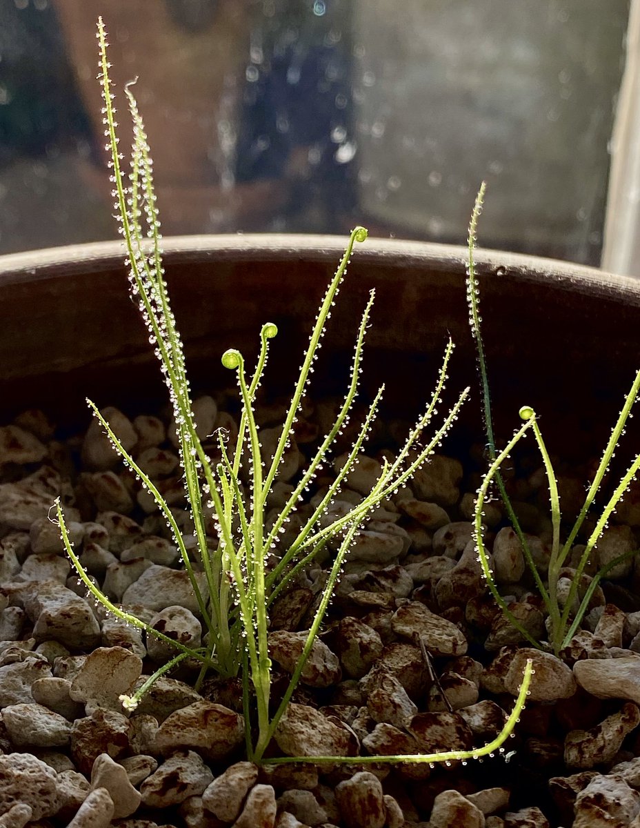 Drosophyllum lusitanicum grown from seed. #carnovorousplant #grownfromseed